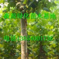 湖南哪里有7公分法桐價(jià)格-8公分法桐價(jià)格