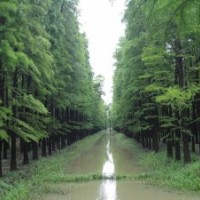 南京中山杉，南京中山杉報價