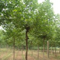 法國(guó)梧桐原生植物園綠樹掩映環(huán)境