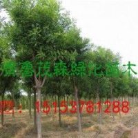 哪里有8公分國槐現(xiàn)貨出售