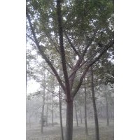 長(zhǎng)期供應(yīng)17公分銀杏嫁接樹