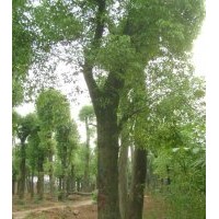35公分移植香樟－益陽(yáng)有亮苗木