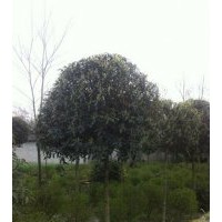 貴州青殿桂花，溫江青殿桂花，貴陽青殿桂花