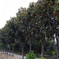 湖南益陽(yáng)供應(yīng)25公分廣玉蘭 28公分骨架廣玉蘭 30公分廣玉蘭