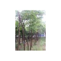 合歡10公分價(jià)格