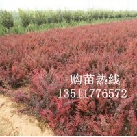 供應(yīng):紅葉小檗,金葉女貞,蜀檜,龍柏,連翹,迎春