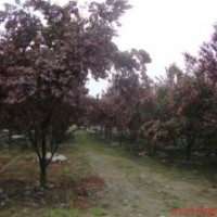 四川溫江供應(yīng)3200棵紅葉李，價(jià)格低，急售