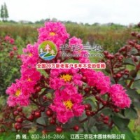 紅葉喬木紫薇（2號(hào)）