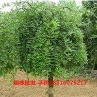最新國槐圖片