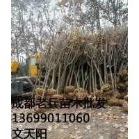 櫻花，哪里有賣