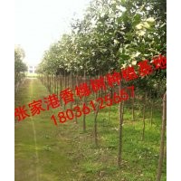 常年供應香櫞樹（香園）