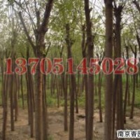黃連木苗木價格，黃連木價格
