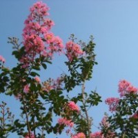 湖南紫薇價(jià)格，紅花紫薇，百日紅，紫薇小苗，嫁接紫薇樹