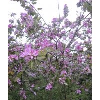 長(zhǎng)期供應(yīng)：紅花洋紫荊，紅花洋蹄甲，老人葵，秋楓