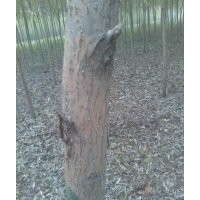旱柳