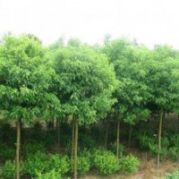 常年供應(yīng)大小規(guī)格國(guó)槐、合歡、法桐、白蠟、柳樹(shù)、欒樹(shù)、銀杏、龍