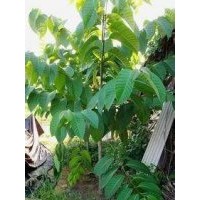 團(tuán)花樹(shù)（黃梁木）小苗批發(fā)