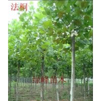 供應(yīng)：1-15公分速生法桐、國槐、白臘、春樹、毛白楊、垂柳、黃柳