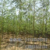 饅頭柳苗木基地，河北饅頭柳廠家
