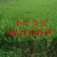 沭陽小葉女貞基地、沭陽賣小葉女貞、沭陽小葉女貞種植
