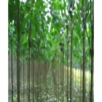 周口楸樹最新價格2公分7元.3公分15元，超低價