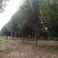 長(zhǎng)期供應(yīng)桂花樹(shù)