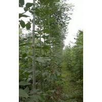 山東濰坊白蠟繁育基地，李梅