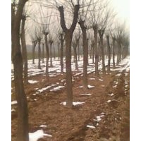 5至15公分國槐,白蠟,大規(guī)格皂角樹