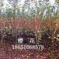 紫薇、紫葉李、櫻花、欒樹、直柳、西府海棠、紅楓
