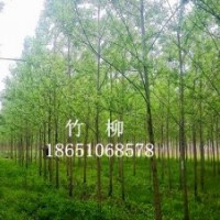 竹柳苗、直柳、垂柳、垂柳苗、竹柳、馬褂木、七葉樹(shù)