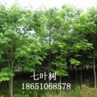 紫玉蘭、白玉蘭、七葉樹(shù)、馬褂木、高桿女貞、樸樹(shù)、櫸樹(shù)