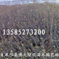 8萬畝直銷薔薇.衛(wèi)矛.扶芳藤.火棘.龍柏.大小葉黃楊