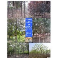國槐8公分10公分價(jià)格價(jià)格