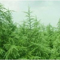 供應(yīng)雪松 櫻花 銀杏 冬青 櫸樹(shù) 廣玉蘭