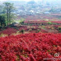 長期供應(yīng)櫻花，紅楓，垂絲海棠，五針?biāo)?，桂?/></a>
<div><a href=