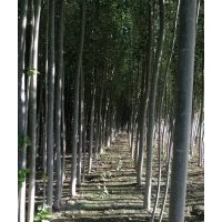 新疆楊