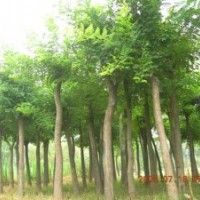 白蠟   垂柳  法桐  皂角  等大喬木   兼營(yíng)紫葉李  百日紅  碧桃