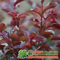 紅葉紅花紫薇 具有廣闊的市場(chǎng)前景