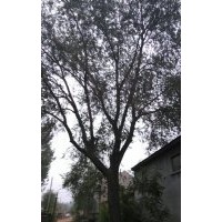 供應(yīng)各種規(guī)格白蠟、國槐、柳樹、等各種落葉喬木