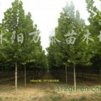 供應(yīng)白玉蘭、紫玉蘭、黃玉蘭、廣玉蘭、欒樹、法桐