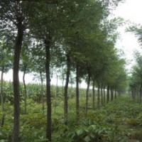 3公分速生國槐價格