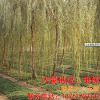 供應(yīng)垂柳樹(shù)苗 垂柳苗木價(jià)格 垂柳樹(shù)苗批發(fā)