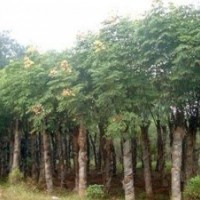 量供應31,32,33公分國槐(裸根截桿，土球全冠）價格