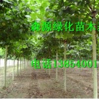 山東哪里有7公分法桐價(jià)格