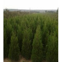 蜀檜1.5米20元，2米35元