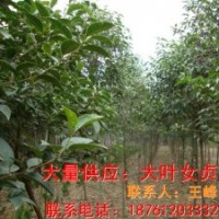 大葉女貞樹供應商