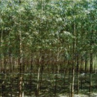 速生柳種植