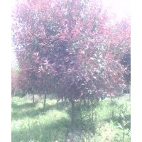 紅葉石楠