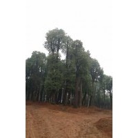 大香樟