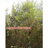 金葉女貞廠家價格河北木蘭苗木種植基地